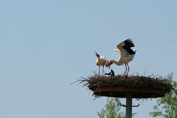  Weissstorch, Ciconia ciconia