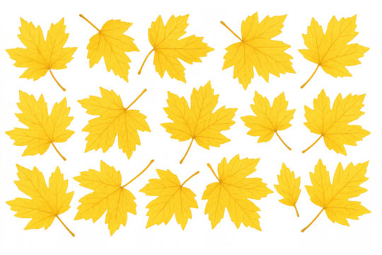 Falling maple leaves pattern providing an autumn background, yellow foliage on transparent background