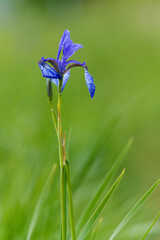 Sibirische Schwertlilie, Wiesen-Schwertlilie, Iris sibirica,