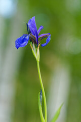 Sibirische Schwertlilie, Wiesen-Schwertlilie, Iris sibirica,