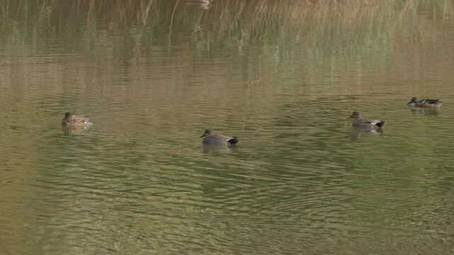 Small flock of wild gadwall ducks swimming in a pond