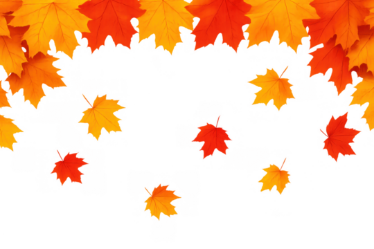 Falling autumn maple leaves creating seasonal border with vibrant orange and yellow colors on transparent background
