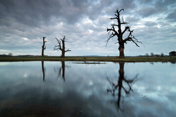 Landscape in the park. Old trees.