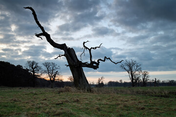 Landscape in the park. Old trees.