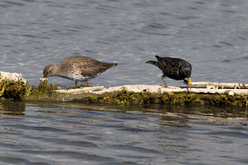 Etourneau sansonnet,
 Sturnus vulgaris, Common Starling, Chevalier gambette,
Tringa totanus, Common...