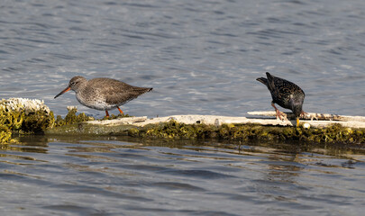 Etourneau sansonnet, Sturnus vulgaris, Common Starling, Chevalier gambette,Tringa totanus, Common Redshank