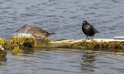 Etourneau sansonnet, Sturnus vulgaris, Common Starling, Chevalier gambette,Tringa totanus, Common Redshank