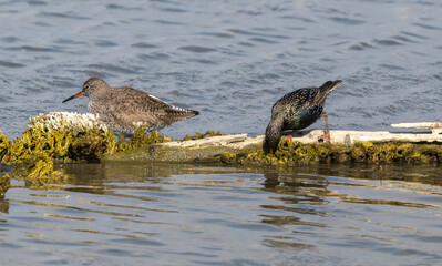 Etourneau sansonnet, Sturnus vulgaris, Common Starling, Chevalier gambette,Tringa totanus, Common Redshank