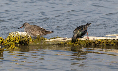 Etourneau sansonnet, Sturnus vulgaris, Common Starling, Chevalier gambette,Tringa totanus, Common Redshank