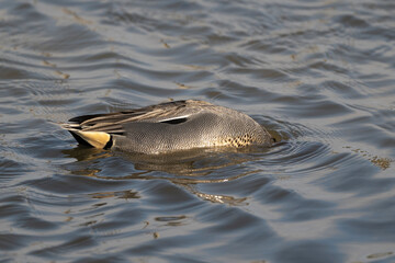 Sarcelle d'hiver,Anas crecca, Eurasian Teal