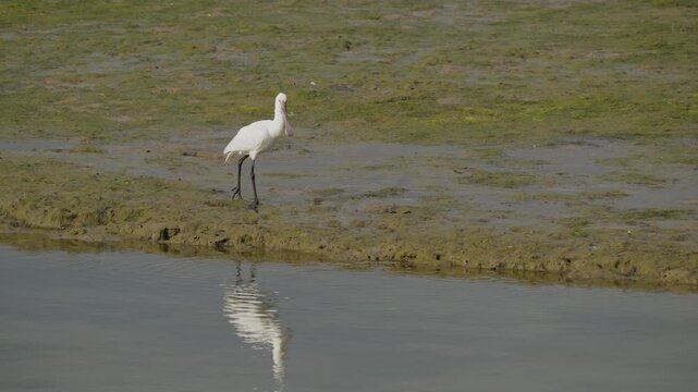 White spoonbill bird walking along muddy river bank