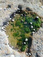 Litle stone path in the beach with sea snail.