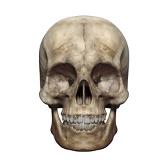 crâne humain, squelette - vu de face - rendu 3D sur fond transparent