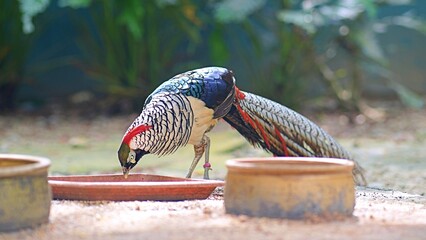 Lady Amherst's pheasant eating from bird feeder