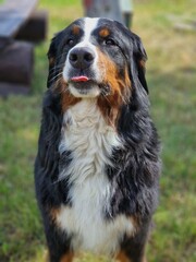 A playful portrait of a Bernese Mountain Dog
