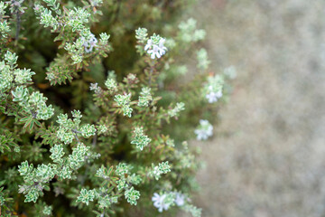 Soft Focus of Tiny White Flowers and Green Foliage