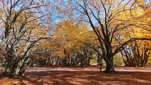 Walking on a secular beech forest of Canfaito in autumn season during sunny day of october, Marche region