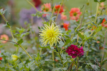 Yellow dahlia flower blooming in autumn garden