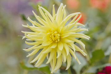Yellow dahlia flower blooming in autumn garden