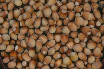 Hazelnuts harvest ready for autumn season