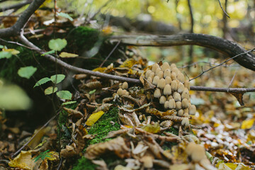 Wild mushrooms growing on decaying log in autumn forest