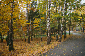 Obraz premium Autumn birch trees lining park path with fall leaves