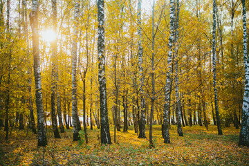 Birch forest displaying vibrant golden autumn foliage