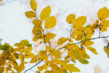 Autumn tree branch showing vibrant yellow leaves