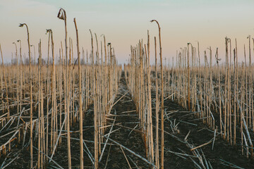 Harvested sunflower field showing dry stalks in autumn