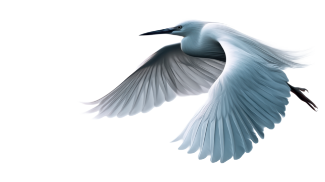 Elegant white egret bird flying with outstretched wings