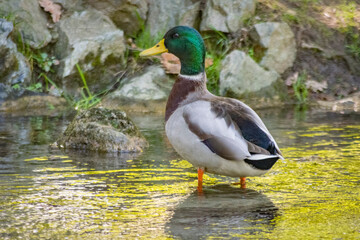 Paperella in un laghetti nel parco del Valentino