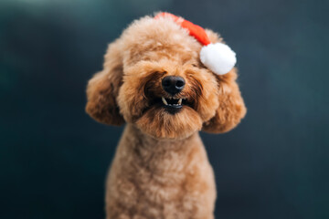 Close-up small brown poodle dog in a Santa cap on a blue-green background. Pet's portrait....