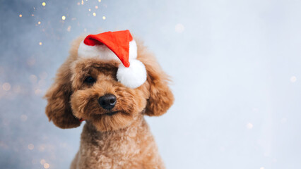 Close-up small ginger poodle dog in a Santa cap on a gray background. Pet's portrait. Christmas greetings card, front view