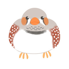 キンカチョウ　ノーマル