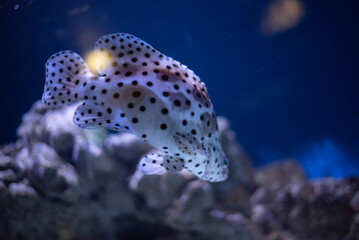 A close-up of a leopard grouper in an aquarium. A leopard grouper against a blurred background. 