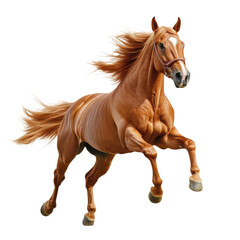 Obraz premium A chestnut horse running on transparent background