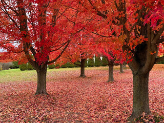 Autumn Red Maple