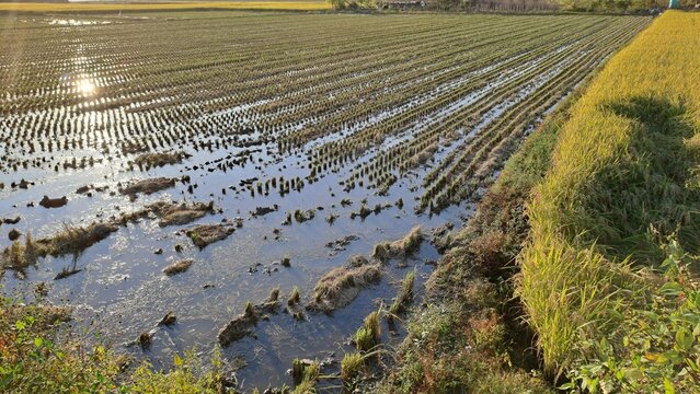 flooded rice paddy field after harvest with sun reflecting on the water - Powered by Adobe