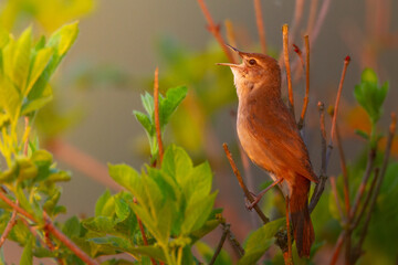 Bird Savi's warbler singing on a reed stalk. Song bird in the nature habitat. Locustella luscinioides spring time sunset in the morning Poland Europe