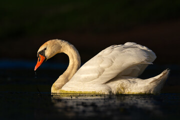 Bird Mute Swan Cygnus olor in dark background, Poland Europe