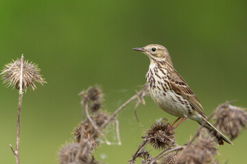 Bird - Meadow Pipit Anthus pratensis bird by the meadow in spring time Poland Europe