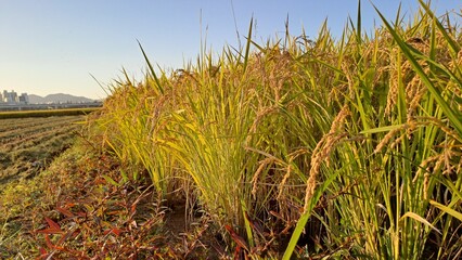 close-up of golden ripe rice stalks on the edge of a field with urban skyline background