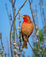 Common Rosefinch Carpodacus erythrinus Bird, small migratory bird in red feathers, male spring time Poland, Europe