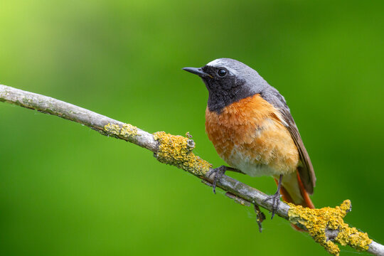 Bird male Redstart Phoenicurus phoenicurus small bird on green background spring time Poland Europe