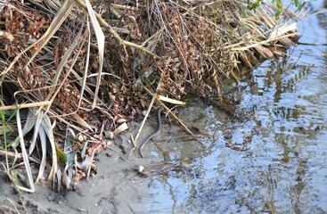 Black water snake tail on the sand at the beach on Dnieper river