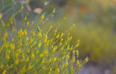 Small yellow flowers on the ground in the forest in summer season, close-up