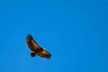 Griffon vulture soaring with wings fully spread in clear sky