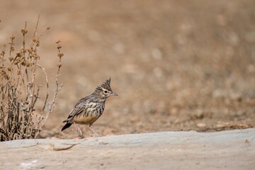 Crested lark standing on dry ground with scattered twigs and stems