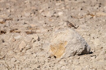 Crested lark standing on rocky ground in natural sunlight
