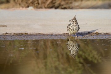 Crested lark reflected in still water while standing at pond edge